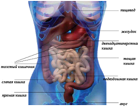 Рисунок 1. Желудочно – кишечный тракт человека